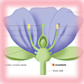 Cross-section through a flower 