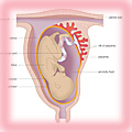 A human foetus developing in the uterus 