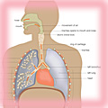 Illustration of the human respiratory system 