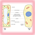 Cell structure (a) plant cell (b) animal cell 