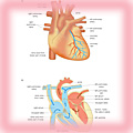 The human heart – external structure and cross-section 
