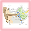 Structure of the human ear 