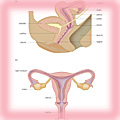Cross-section of human female reproductive organs, side and front views 