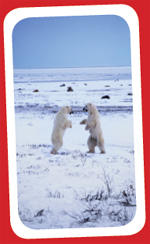 Spot on-Jan 2010 screenshot-polar bears 